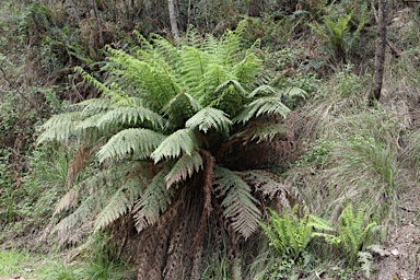 APII jpeg image of Dicksonia antarctica  © contact APII