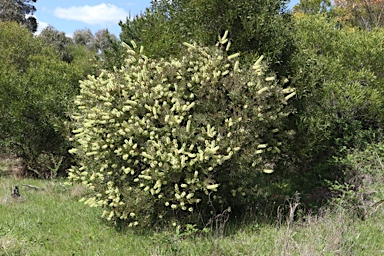 APII jpeg image of Callistemon pallidus  © contact APII