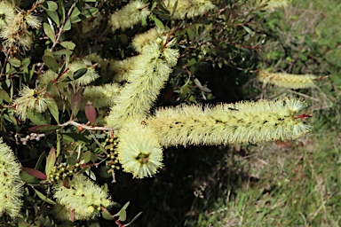 APII jpeg image of Callistemon pallidus  © contact APII