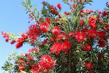 APII jpeg image of Callistemon viminalis 'Hannah Ray'  © contact APII