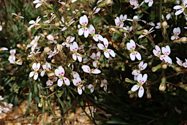 APII jpeg image of Stylidium caespitosum  © contact APII