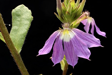 APII jpeg image of Scaevola aemula  © contact APII