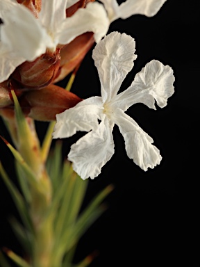 APII jpeg image of Sphenotoma capitata  © contact APII