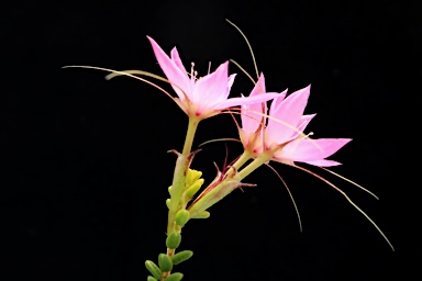 APII jpeg image of Calytrix duplistipulata  © contact APII