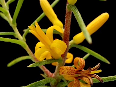 APII jpeg image of Persoonia juniperina  © contact APII