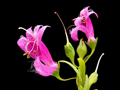 APII jpeg image of Eremophila racemosa  © contact APII