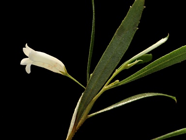 APII jpeg image of Eremophila gibsonii  © contact APII