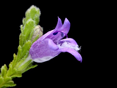 APII jpeg image of Eremophila koobabbiensis  © contact APII