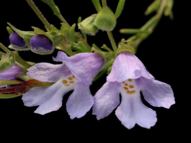 APII jpeg image of Prostanthera saxicola  © contact APII