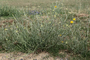 APII jpeg image of Centaurea solstitialis  © contact APII