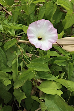 APII jpeg image of Calystegia sepium  © contact APII