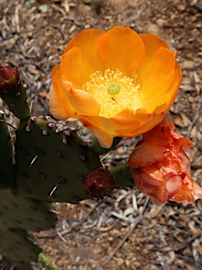 APII jpeg image of Opuntia elata  © contact APII