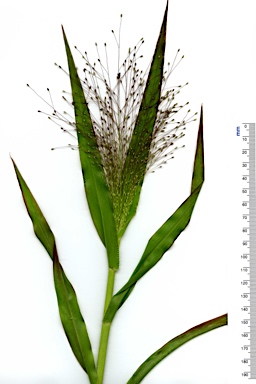 APII jpeg image of Panicum capillare  © contact APII