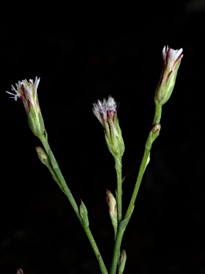 APII jpeg image of Symphyotrichum subulatum  © contact APII