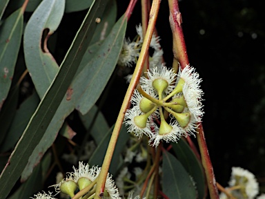 APII jpeg image of Eucalyptus rossii  © contact APII