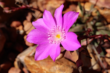 APII jpeg image of Calandrinia sp. Chewings Range (D.E.Albrecht 10561)  © contact APII