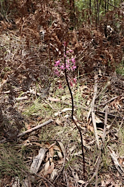 APII jpeg image of Dipodium roseum  © contact APII