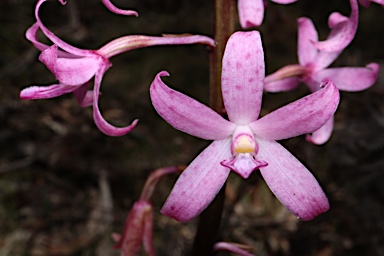 APII jpeg image of Dipodium roseum  © contact APII