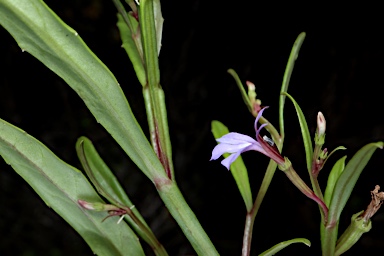 APII jpeg image of Lobelia anceps  © contact APII