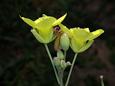 APII jpeg image of Diplotaxis tenuifolia  © contact APII