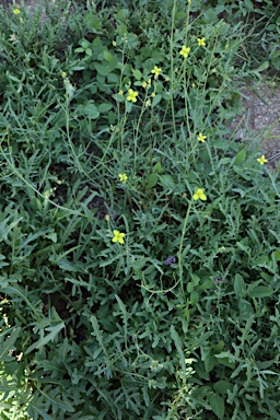 APII jpeg image of Diplotaxis tenuifolia  © contact APII