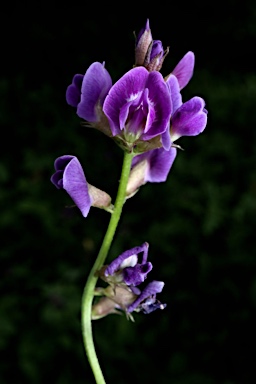 APII jpeg image of Glycine tabacina  © contact APII