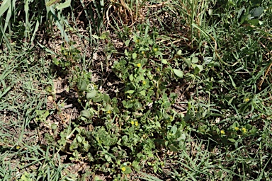 APII jpeg image of Portulaca oleracea  © contact APII