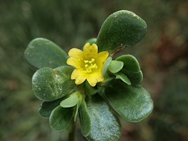 APII jpeg image of Portulaca oleracea  © contact APII