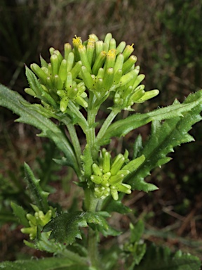 APII jpeg image of Senecio distalilobatus  © contact APII