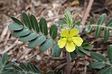 APII jpeg image of Tribulus terrestris  © contact APII