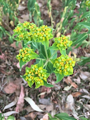 APII jpeg image of Euphorbia oblongata  © contact APII