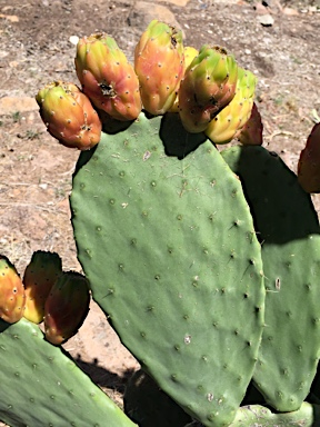 APII jpeg image of Opuntia ficus-indica  © contact APII