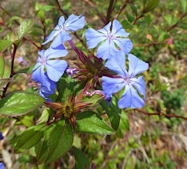 APII jpeg image of Ceratostigma willmottianum  © contact APII