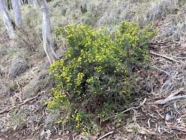 APII jpeg image of Hibbertia ericifolia subsp. ericifolia  © contact APII