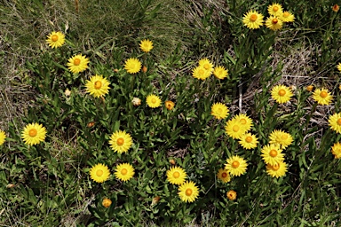 APII jpeg image of Xerochrysum subundulatum  © contact APII