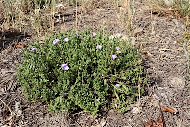 APII jpeg image of Convolvulus sabatius  © contact APII