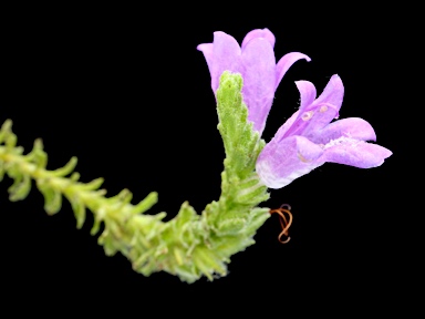 APII jpeg image of Eremophila koobabbiensis  © contact APII