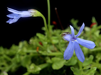 APII jpeg image of Lobelia quadrangularis  © contact APII