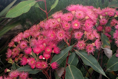 APII jpeg image of Corymbia ficifolia 'Little Sweetie'  © contact APII