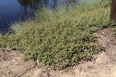 APII jpeg image of Persicaria prostrata  © contact APII