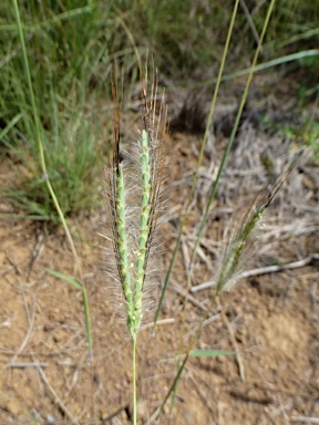 APII jpeg image of Dichanthium sericeum subsp. sericeum  © contact APII