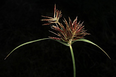 APII jpeg image of Cyperus congestus  © contact APII