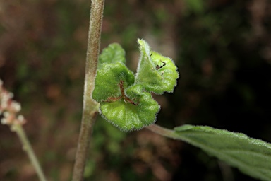 APII jpeg image of Acalypha capillipes  © contact APII