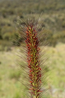 APII jpeg image of Cenchrus purpurascens  © contact APII