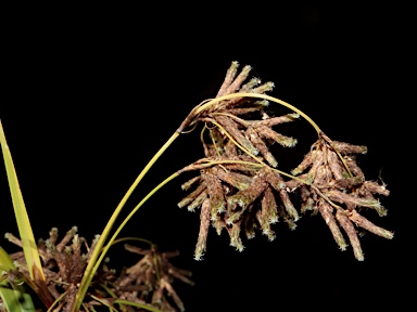 APII jpeg image of Scirpus polystachyus  © contact APII