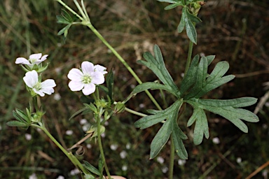 APII jpeg image of Geranium retrorsum  © contact APII