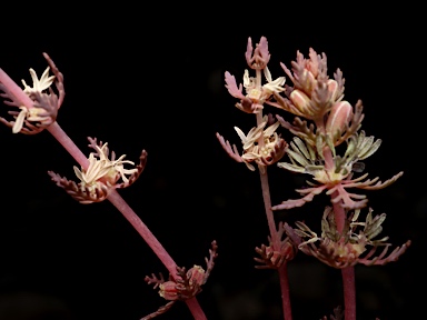 APII jpeg image of Myriophyllum verrucosum  © contact APII