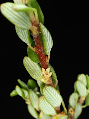 APII jpeg image of Monotoca rotundifolia  © contact APII