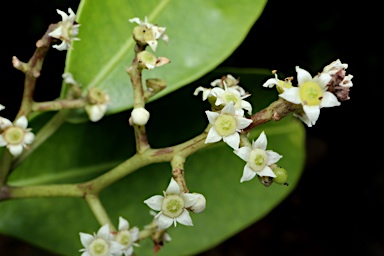 APII jpeg image of Geijera salicifolia  © contact APII