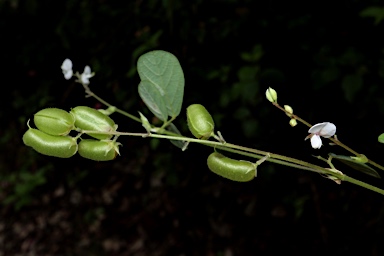 APII jpeg image of Pycnospora lutescens  © contact APII